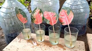 how to grow aglaonema from cutting leaf [upl. by Senga]