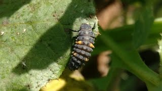 Leaf Eating Insect  Leaf Eater  Leaf Eating Insects  Simi Geographic❤️ [upl. by Lancelot]