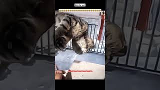 The cat is sleeping as if it is dead viralvideo memes funnymoments funbypiyush shorts [upl. by Amend]