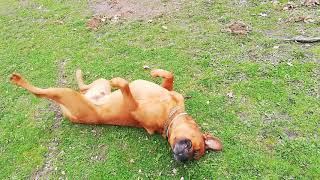 Dangerous mastweiler Cross breed with Rottweiler and Bullmastiff [upl. by Hwu]