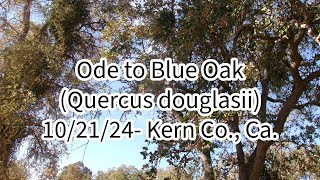 102124 Another Ode to Blue Oak Quercus douglasii  Bonus Ode Kern County Ca [upl. by Yekcir850]