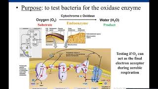 Lab 57 Oxidase Test [upl. by Fernandina927]