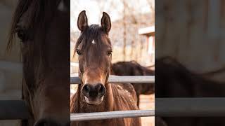 Horse Sound  Animal Sounds  Sound Effect  Ringtone [upl. by Norreg641]