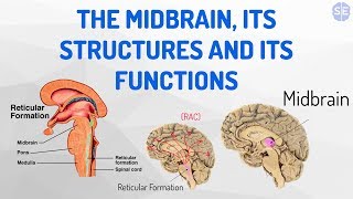 Psychology The Nervous System 05 The Midbrain Its Structures And Its Functions [upl. by Nnayar]