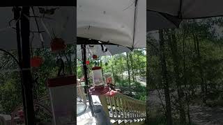 Fun With Hummingbirds humingbird nature animal sound wildlife short hummingbirdlove [upl. by Kinimod38]