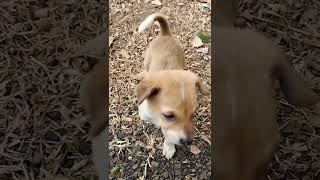 Cute puppies ll Dog ll Shortsfeed shortvideo shorts puppies rajeshsoren31vlog [upl. by Aramac]