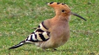 Hoopoe at Gulval Cricket Club Penzance Cornwall UK  Upupa Epops [upl. by Karee]