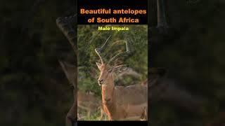 Beautiful Antelopes of Kruger part 3 antelopes krugernationalpark krugerparksafari kudus [upl. by Eixid570]