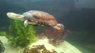 Tortue pelomedusa 110714 [upl. by Aneral29]