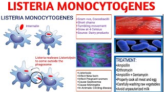 Listeria monocytogenes  Pathogenicity  Listeriosis  Diagnosis  Treatment [upl. by Imer]