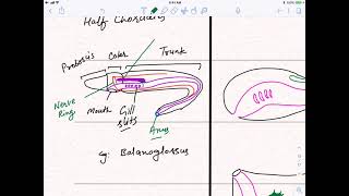 Chordata L3  The Story of Chordate Evolution  Agnatha  Gnathostomata [upl. by Lynus]