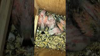 Baby Australian Bourke Parrots  Adorable [upl. by Melquist908]