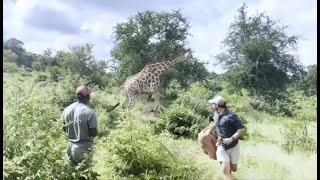 Giraffe bull rescued from wire snare [upl. by Ennoitna438]