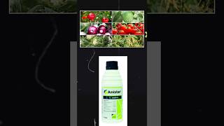 Amistar fungicide  amistar syngenta  azoxystrobin 23 SC [upl. by Dyer]