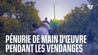 Dans le Bordelais les vignerons sorganisent face à la pénurie de main dœuvre pour les vendanges [upl. by Ladiv979]