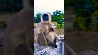 Jinka Bharosa veer hanuman so cute monkey yshorts viral yshorts [upl. by Rusell]