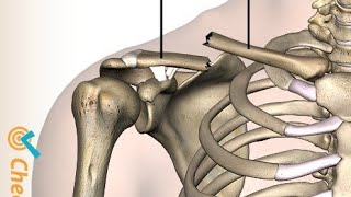 clavicle side determine attachmentshaftfirst lecture ❤️ 1 [upl. by Naicul]