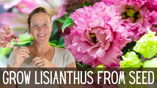 Growing Lisianthus  An Easy How To Guide 🌺🌺🌺  Growing Lisianthus From Seed  Cut Flower Garden [upl. by Cordula]