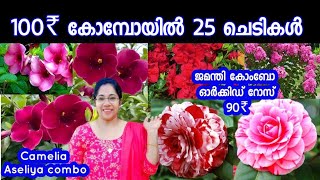 💢 ഒരു ലോഡ് Flowering plantsവന്നിട്ടുണ്ട്  ഓർക്കിഡ് റോസ് 90 രൂപ low cost plants Jasmins world [upl. by Ivad555]