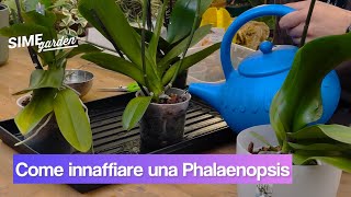 come innaffiare orchidea phalaenopsis [upl. by Jaella]