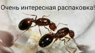 Распаковка очень интересного вида Solenopsis geminataSolenopsis invicta [upl. by Ecirb]