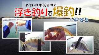 【本気！】浮き釣りで爆釣！＠平磯港 [upl. by Renault]