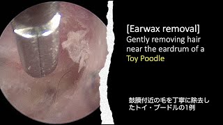 Gently removing hair near the eardrum of a Toy Poodle Ear wax removal [upl. by Bordy]