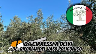 Ripristino di un oliveto da vaso policonico a potatura di rinnovo [upl. by Sontich633]