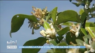 À Vallauris la fleur doranger se cultive toujours [upl. by Niroht727]