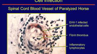 Dr Peter Timoney  Reemergent Threat of Equine Herpesvirus1 Neurologic Disease [upl. by Gris238]