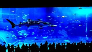 4K沖縄美ら海水族館・沖縄旅行記2016  Okinawa Churaumi Aquarium [upl. by Eimaj864]