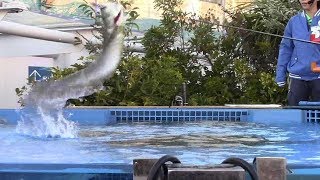 アロワナ・ジャンプ！（サンシャイン水族館）Arowana Jump [upl. by Hsevahb]