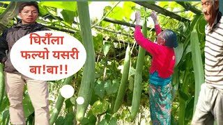 घिँरौला बनाउने तरीका। How To Cook Luffa Pradip Today Vlog [upl. by Akselav]