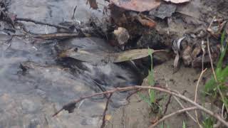 Schnabeltier  Platypus in Hobart Rivulet 19072018 48 [upl. by Susannah]