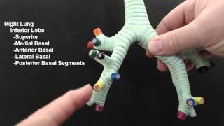 Naming the Segmental Bronchi [upl. by Jolynn]