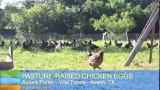 Pastureraised chicken eggs in Austin TX [upl. by Deth]