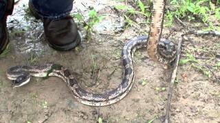 Texas Rat Snake in river [upl. by Verile]