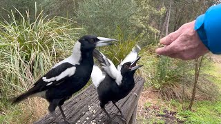 Magpies quotTinyquot amp quotRaisinquot get overly excited [upl. by Eusassilem]