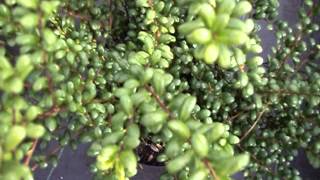 Ilex crenata Convexa [upl. by Winni]