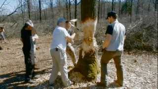 Stone adzes and bone chisels vs oaks at Ergersheim 2012 [upl. by Dyl804]