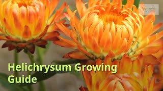 Helichrysum Growing Guide [upl. by Wolsky]