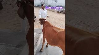 Ganu se payar youtube realvillagelifestyle cowlover viralvideo tranding [upl. by Neeruan311]