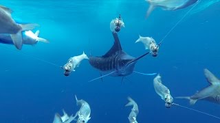 GoPro Awards Marlin Encounter [upl. by Natsirc789]