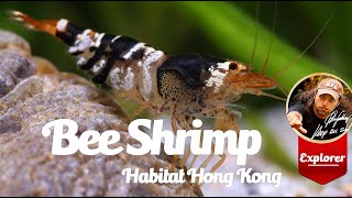 Caridina cf cantonensis  Bee Shrimp  Habitat [upl. by Bocock]