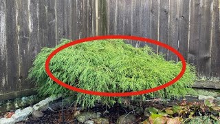 ThreadLeaf False Cypress Annual Maintenance Prune  January 19 [upl. by Naras]