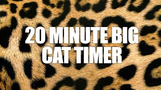 20 Minute Timer  Twenty Minute Big Cat Timer  Tiger Growling Alarm Sound [upl. by Abramson]