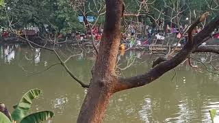 crowd chhathghat chhathpuja asansol satabdi park djyatishsharma shortvideo [upl. by Yruy]