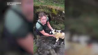 Sheep Farmer Crawls Into Water Pipe to Rescue Trapped Lambs [upl. by Dorfman]