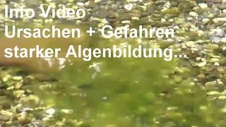 Wie entstehen Algen in einem Gartenteich Ursachen  Gefahren starker Algenbildung  Oase TV Video [upl. by Mandell758]