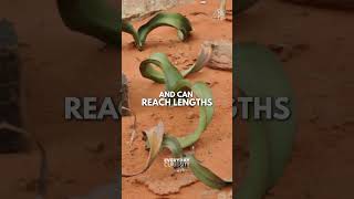 The Welwitschia A Plant with Only Two Leaves [upl. by Artenak]